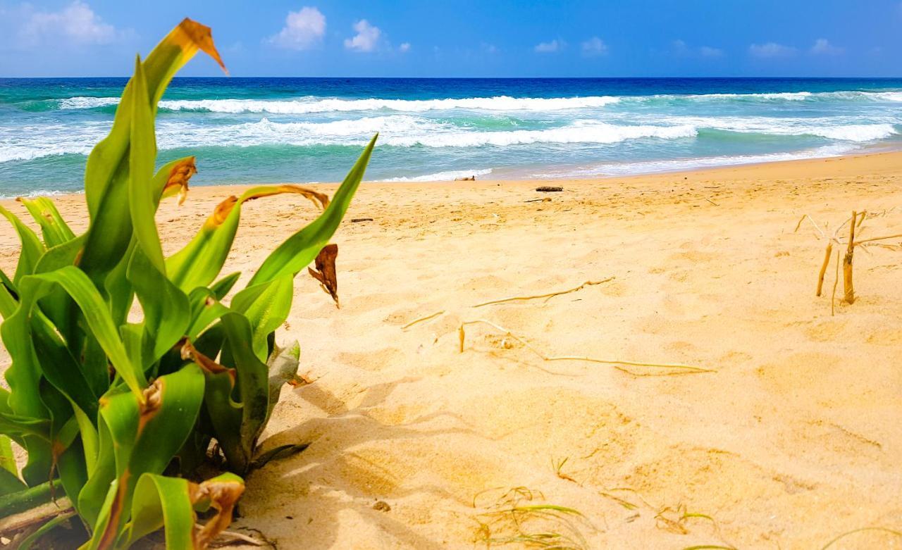 Hikkaduwa Backyard Beach Homestay Galle Exterior foto