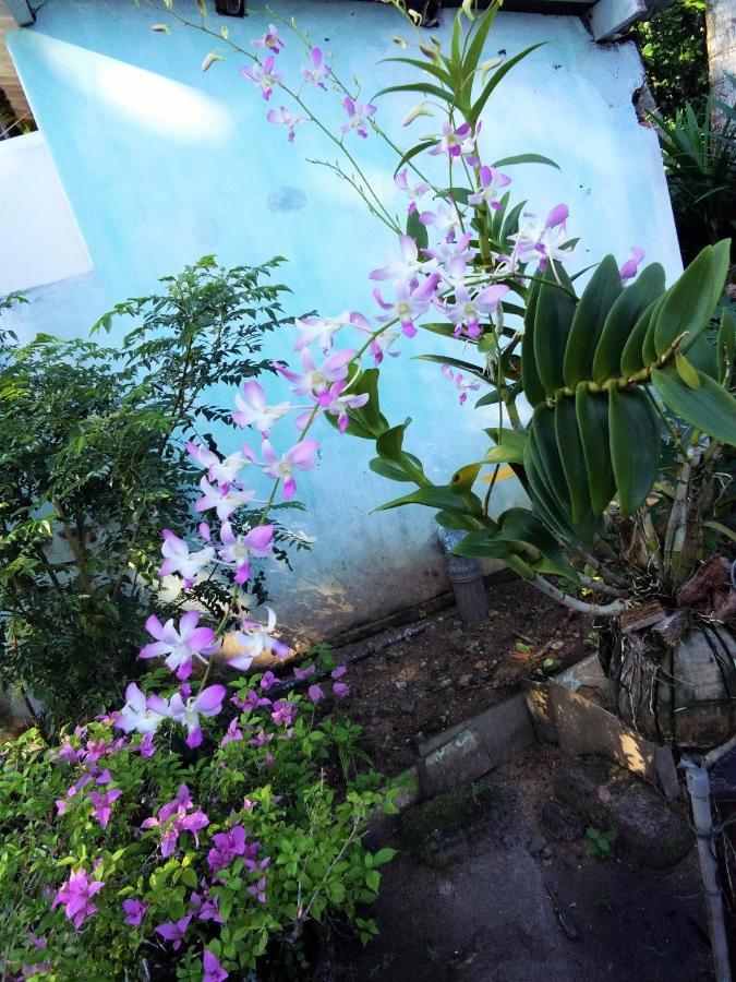 Hikkaduwa Backyard Beach Homestay Galle Exterior foto